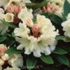 INKARHO - Rhododendron Golden Melodie 40-50cm - Alpenrose