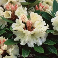 INKARHO - Rhododendron Golden Melodie 40-50cm - Alpenrose