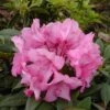 Großblumige Rhododendron Herbstzauber 30-40cm - Alpenrose