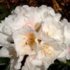 Rhododendron Koichiro Wada 25-30cm - Alpenrose