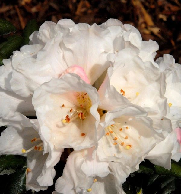 Rhododendron Koichiro Wada 25-30cm - Alpenrose 1 Rhododendron Koichiro Wada 25-30cm - Alpenrose