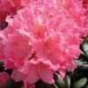 Rhododendron Polaris 25-30cm - Alpenrose