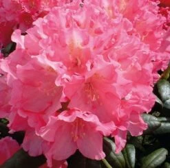 Rhododendron Polaris 25-30cm - Alpenrose