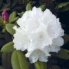 Hochstamm Rhododendron Schneekrone 80-100cm - Alpenrose