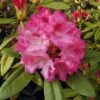Hochstamm Rhododendron Sneezy 80-100cm - Alpenrose