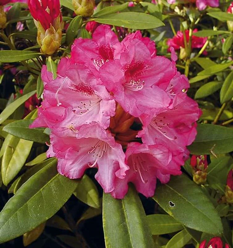 Hochstamm Rhododendron Sneezy 80-100cm - Alpenrose 1 Hochstamm Rhododendron Sneezy 80-100cm - Alpenrose