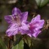 Rhododendron Concinnum 25-30cm - Rhododendron