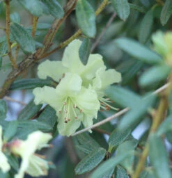 Wild Rhododendron Flavidum 30-40cm - Rhododendron Flavidum