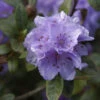 Rhododendron Hippophaeoides 30-40cm - Alpenrose