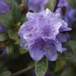 Rhododendron Hippophaeoides 30-40cm - Alpenrose