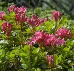 Bewimperte Alpenrose 10-15cm - Rhododendron Hirsutum