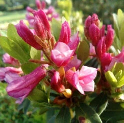 Bewimperte Alpenrose Typ Schnupper 10-15cm - Rhododendron Hirsutum
