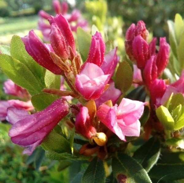 Bewimperte Alpenrose Typ Schnupper 10-15cm - Rhododendron Hirsutum 1 Bewimperte Alpenrose Typ Schnupper 10-15cm - Rhododendron Hirsutum