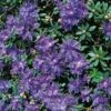 Zwerg Rhododendron Azurika 20-25cm - Rhododendron Impeditum - Zwerg Alpenrose