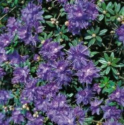 Zwerg Rhododendron Azurika 20-25cm - Rhododendron Impeditum - Zwerg Alpenrose