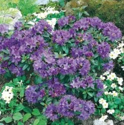 Zwerg Rhododendron Gristede 20-25cm - Rhododendron Impeditum - Zwerg Alpenrose