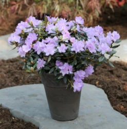 Zwerg Rhododendron Ramapo 30-40cm - Rhododendron Impeditum - Zwerg Alpenrose