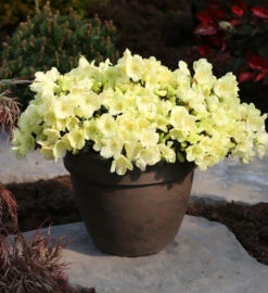 Zwerg Rhododendron Wren 20-25cm - Rhododendron Ludlowii