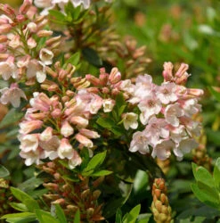 Kleinblütiger Rhododendron Bloombux Magenta® 20-25cm - Rhododendron Micranthum