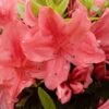 Kriechende Immergrüne Zwerg Azalee Komodo 20-25cm - Rhododendron Nakaharai