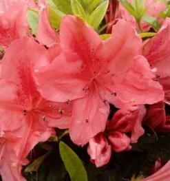 Kriechende Immergrüne Zwerg Azalee Komodo 20-25cm - Rhododendron Nakaharai