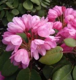 Glockenblütige Wild Rhododendron 30-40cm - Rhododendron Orbiculare