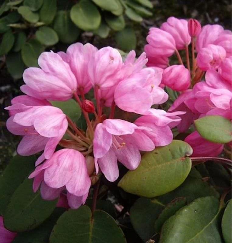 Glockenblütige Wild Rhododendron 30-40cm - Rhododendron Orbiculare 1 Glockenblütige Wild Rhododendron 30-40cm - Rhododendron Orbiculare