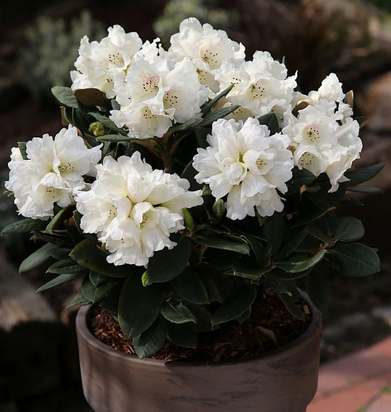 Großblumige Rhododendron Honigduft 50-60cm - Alpenrose 1 Großblumige Rhododendron Honigduft 50-60cm - Alpenrose