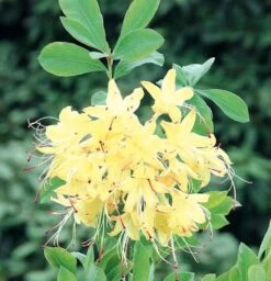 Rhododendron Lemon Drop 40-50cm - Rhododendron Viscosum