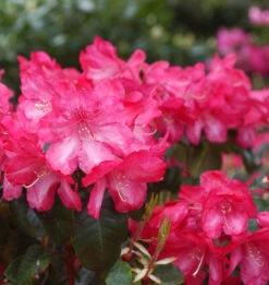 INKARHO - Rhododendron Lissabon 25-30cm - Rhododendron Williamsianum