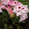 INKARHO - Rhododendron Annika 20-25cm - Rhododendron Williamsianum