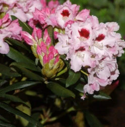 INKARHO - Rhododendron Annika 20-25cm - Rhododendron Williamsianum