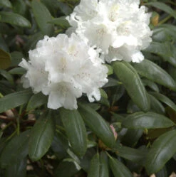 INKARHO - Rhododendron Falling Snow 20-25cm - Alpenrose