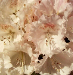 Hochstamm Rhododendron Heinjes Zauberflöte 80-100cm - Alpenrose