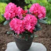 INKARHO - Rhododendron Helgoland 20-25cm - Alpenrose