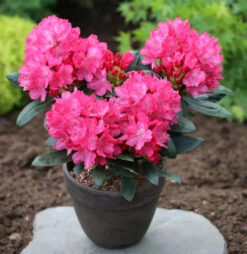 INKARHO - Rhododendron Helgoland 20-25cm - Alpenrose