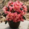 Rhododendron Barbarella 30-40cm - Rhododendron Yakushimanum