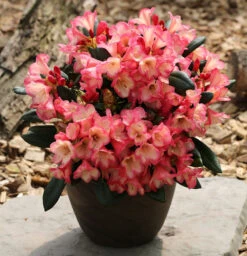 Rhododendron Barbarella 30-40cm - Rhododendron Yakushimanum