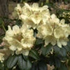 INKARHO - Rhododendron Festivo 25-30cm - Alpenrose