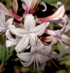 Küsten Azalee 30-40cm - Rhododendron Atlanticum