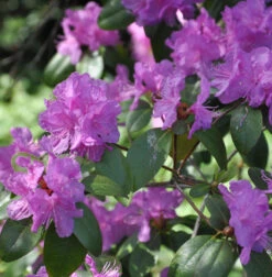 Klein-blütige Rhododendron 25-30cm - Rhododendron Minus