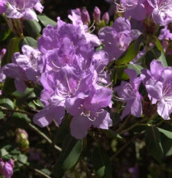 Rhododendron Oreonastes 20-25cm - Rhododendron Oreotrephes