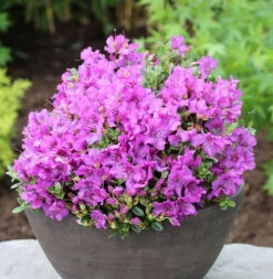 Duftkissen Zwerg Rhododendron 30-40cm - Rhododendron Radicans