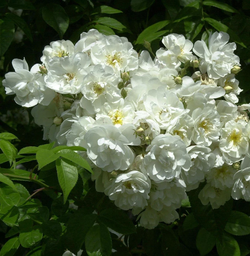 Kletterrose Bobbyie James 30-60cm 1 Kletterrose Bobbyie James 30-60cm