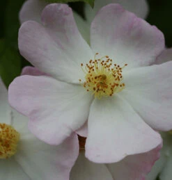 Kletterrose Francis E Lester 30-60cm