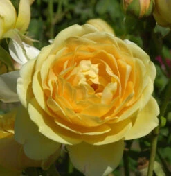 Hochstamm Rose Graham Thomas 80-100cm