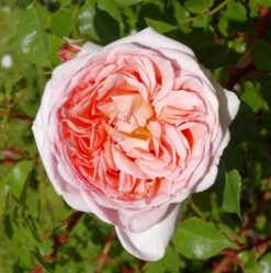 Englische Rose Abraham Darby® 30-60cm