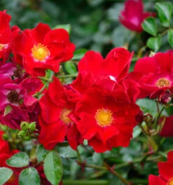 Bodendeckerrose Alcantara 20-30cm