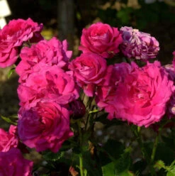 Floribundarose Alexander Von Humboldt 30-60cm