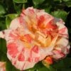 Malerrose Alfred Sisley® 30-60cm